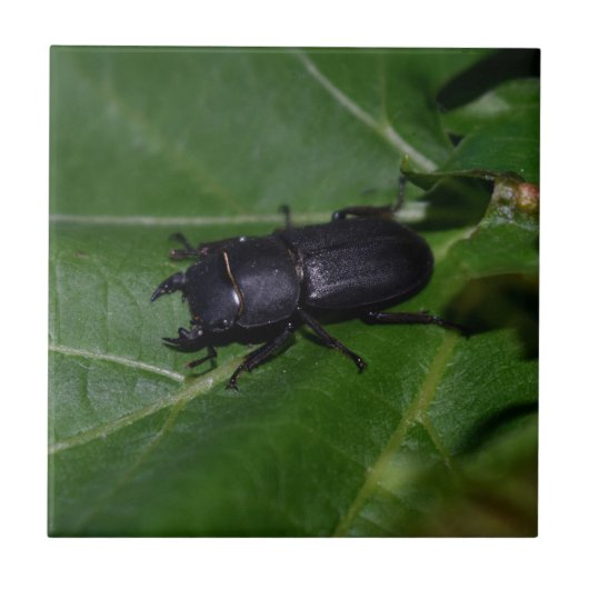 Dorcus paralllipipedus 、レッサークワッド タイル (正面)