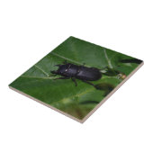 Dorcus paralllipipedus 、レッサークワッド タイル (側面)