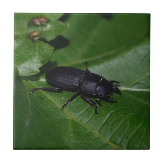 Dorcus paralllipipedus 、レッサークワッド タイル (正面)