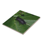 Dorcus paralllipipedus 、レッサークワッド タイル (側面)