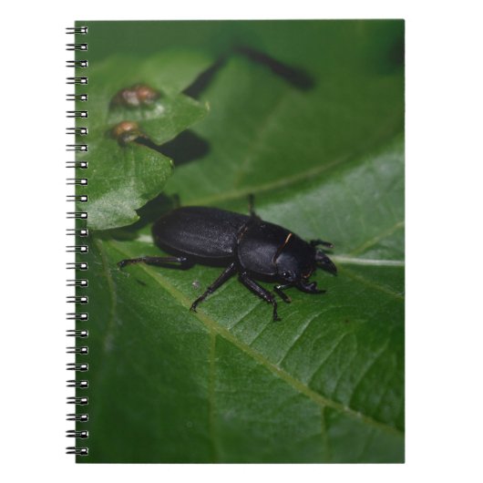 Dorcus paralllipipedus 、レッサークワッド ノートブック (正面)