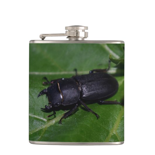 Dorcus paralllipipedus 、レッサークワッド フラスク (正面)