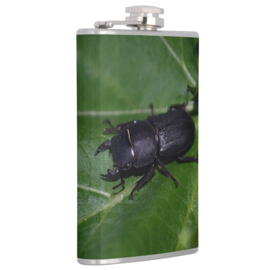 Dorcus paralllipipedus 、レッサークワッド フラスク (右)