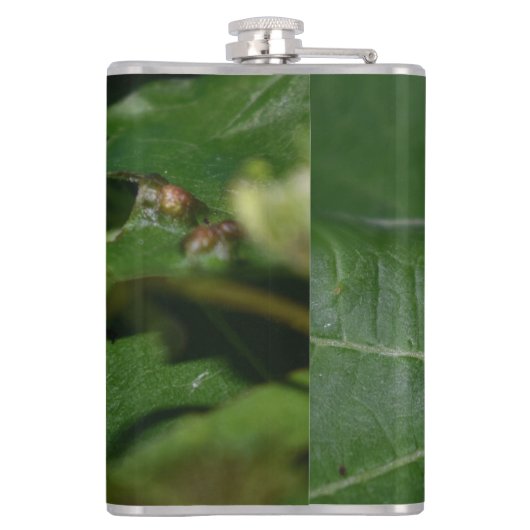 Dorcus paralllipipedus 、レッサークワッド フラスク (裏面)