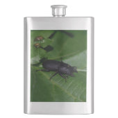 Dorcus paralllipipedus 、レッサークワッド フラスク (正面)