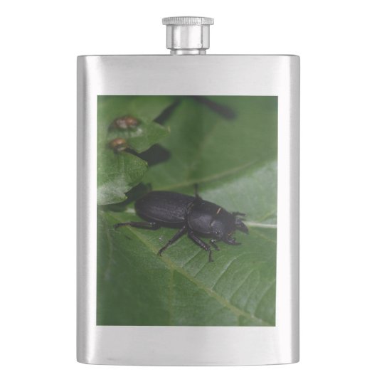 Dorcus paralllipipedus 、レッサークワッド フラスク (正面)