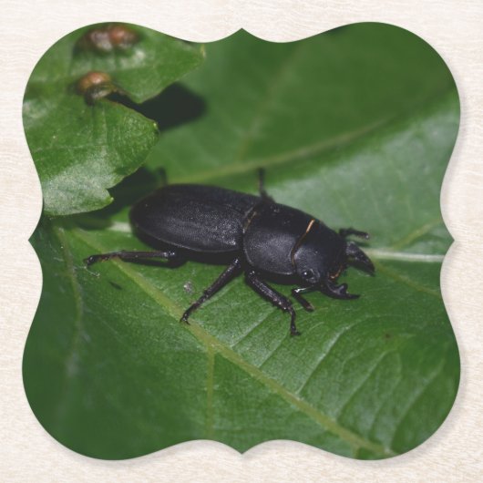Dorcus paralllipipedus 、レッサークワッド ペーパーコースター (正面)