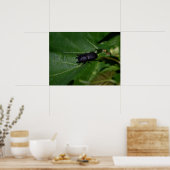 Dorcus paralllipipedus 、レッサークワッド ポスター (キッチン)