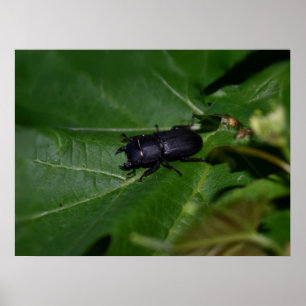 Dorcus paralllipipedus 、レッサークワッド ポスター