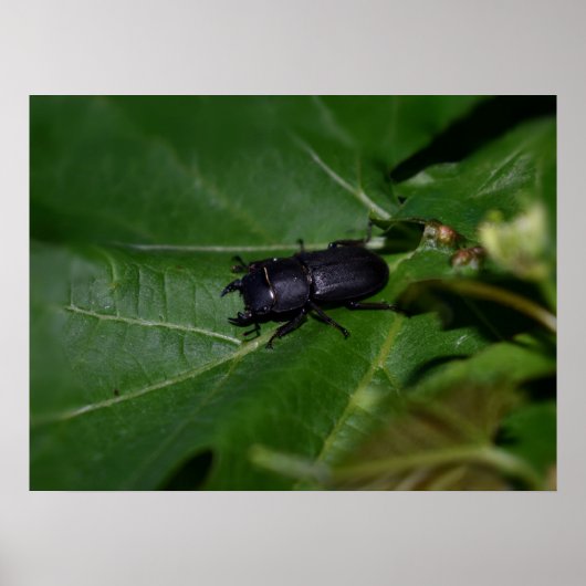 Dorcus paralllipipedus 、レッサークワッド ポスター (正面)