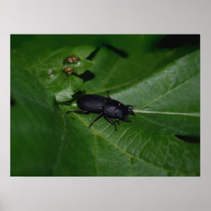 Dorcus paralllipipedus 、レッサークワッド ポスター