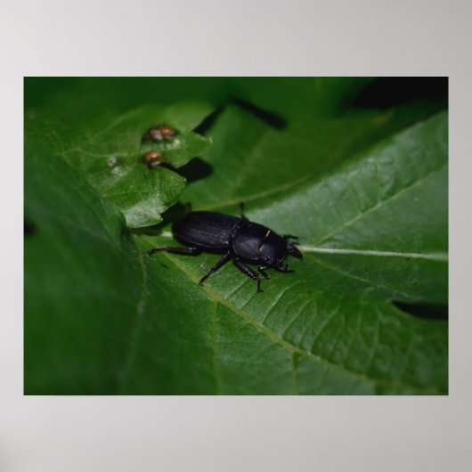Dorcus paralllipipedus 、レッサークワッド ポスター (正面)