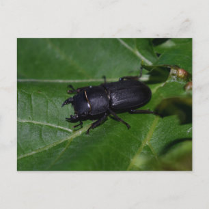 Dorcus paralllipipedus 、レッサークワッド ポストカード