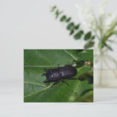 Dorcus paralllipipedus 、レッサークワッド ポストカード (スタンド正面)