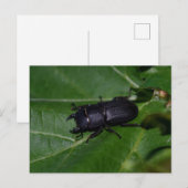 Dorcus paralllipipedus 、レッサークワッド ポストカード (正面/裏面)