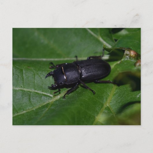 Dorcus paralllipipedus 、レッサークワッド ポストカード (正面)