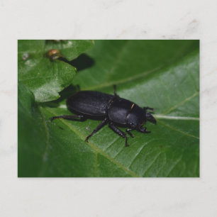 Dorcus paralllipipedus 、レッサークワッド ポストカード