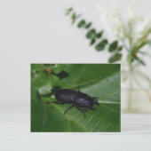 Dorcus paralllipipedus 、レッサークワッド ポストカード (スタンド正面)