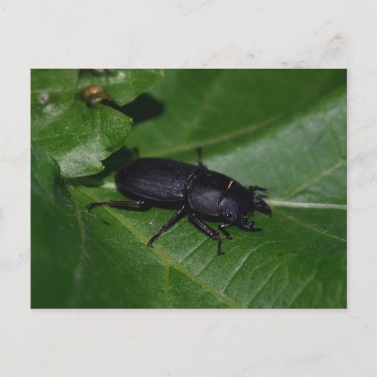 Dorcus paralllipipedus 、レッサークワッド ポストカード (正面)