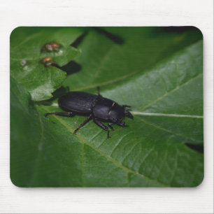 Dorcus paralllipipedus 、レッサークワッド マウスパッド