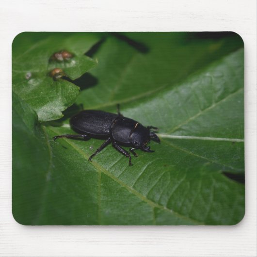 Dorcus paralllipipedus 、レッサークワッド マウスパッド (正面)