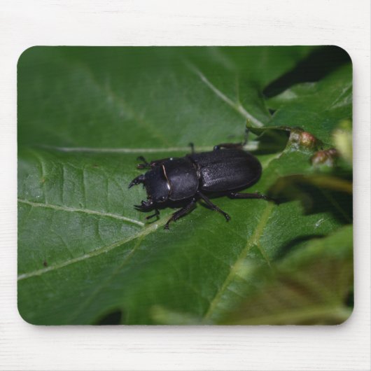Dorcus paralllipipedus 、レッサークワッド マウスパッド (正面)