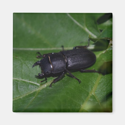 Dorcus paralllipipedus 、レッサークワッド マグネット (正面)