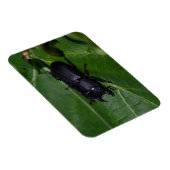 Dorcus paralllipipedus 、レッサークワッド マグネット (右側)