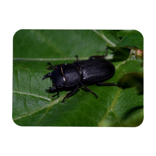 Dorcus paralllipipedus 、レッサークワッド マグネット (横)