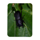 Dorcus paralllipipedus 、レッサークワッド マグネット (縦)