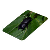 Dorcus paralllipipedus 、レッサークワッド マグネット (左側)