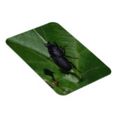 Dorcus paralllipipedus 、レッサークワッド マグネット (右側)