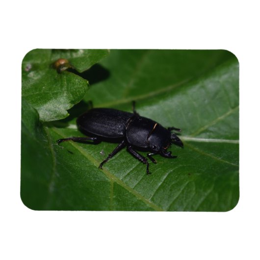 Dorcus paralllipipedus 、レッサークワッド マグネット (横)