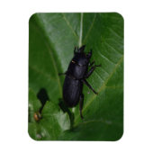 Dorcus paralllipipedus 、レッサークワッド マグネット (縦)