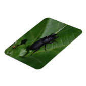 Dorcus paralllipipedus 、レッサークワッド マグネット (左側)