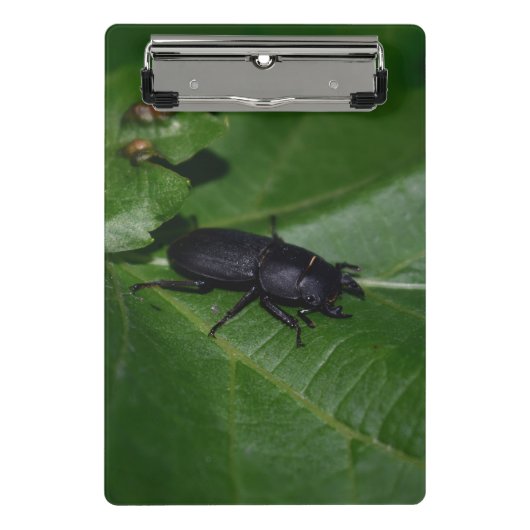 Dorcus paralllipipedus 、レッサークワッド ミニクリップボード (正面)