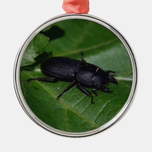 Dorcus paralllipipedus 、レッサークワッド メタルオーナメント (正面)