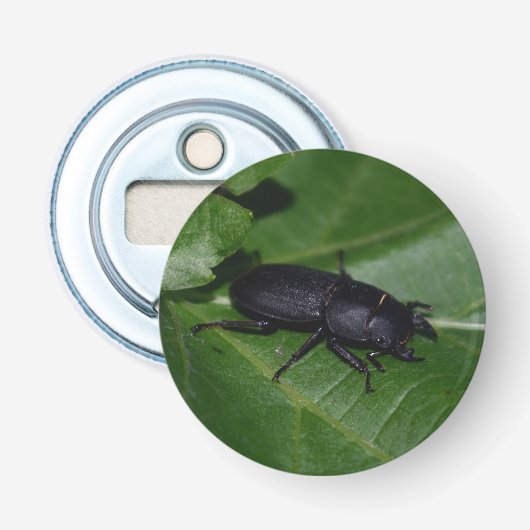 Dorcus paralllipipedus 、レッサークワッド 栓抜き (正面)