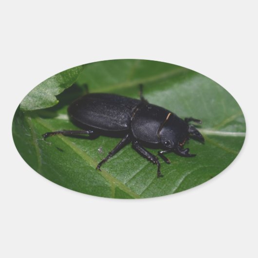 Dorcus paralllipipedus 、レッサークワッド 楕円形シール (正面)