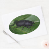 Dorcus paralllipipedus 、レッサークワッド 楕円形シール (封筒)