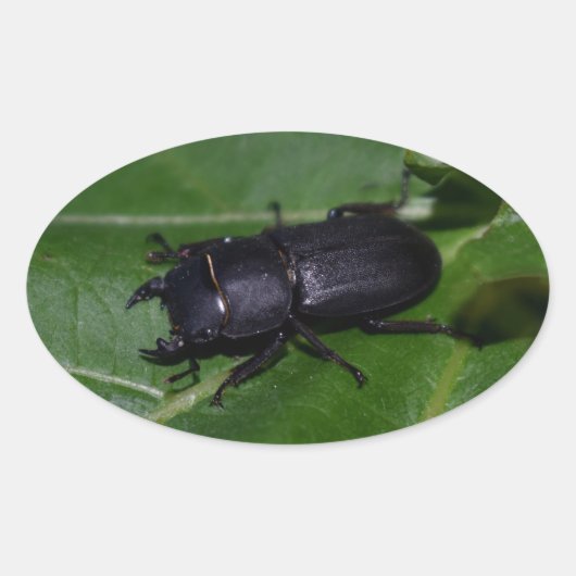 Dorcus paralllipipedus 、レッサークワッド 楕円形シール (正面)
