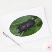 Dorcus paralllipipedus 、レッサークワッド 楕円形シール (封筒)