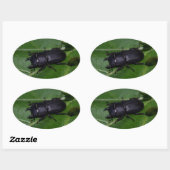 Dorcus paralllipipedus 、レッサークワッド 楕円形シール (シート)