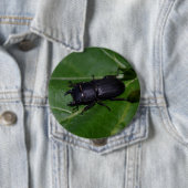 Dorcus paralllipipedus 、レッサークワッド 缶バッジ (インサイチュ)
