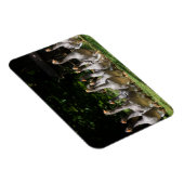 Dordogneの長方形マグネットの中の鵞鳥 マグネット (右側)