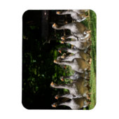 Dordogneの長方形マグネットの中の鵞鳥 マグネット (縦)