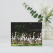 Dordoneはがき内のゲーゼ ポストカード (スタンド正面)