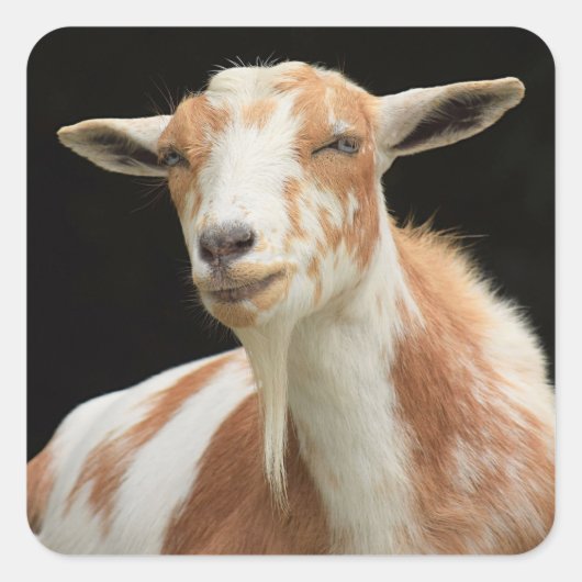 Dottieスタンプ スクエアシール (正面)