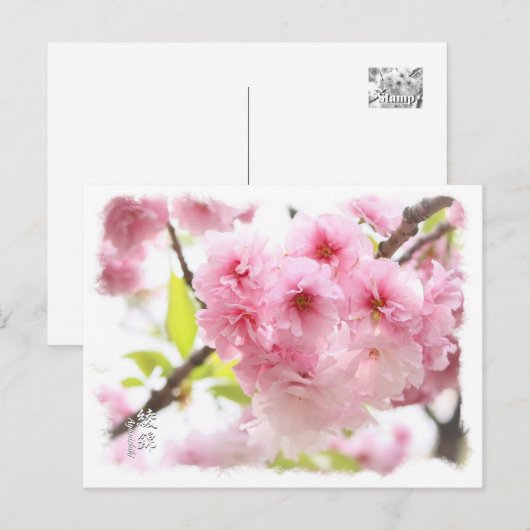 Double Cherry Blossom: Ayanishiki ポストカード (正面/裏面)