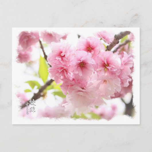 Double Cherry Blossom: Ayanishiki ポストカード (正面)